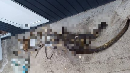 При пожаре в зоопарке Бишкека сгорели звери