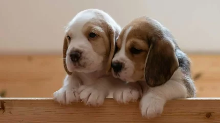 Французы требуют запретить продажу щенков