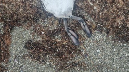 Каспий маңында ондаған құс өлі табылды