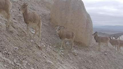 Герои фотоловушек: к водопою в Мангистау приходят лисы, волки и архары