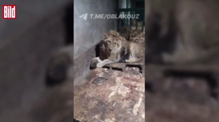 В Узбекистане смотрителя частного зоопарка загрызли львы