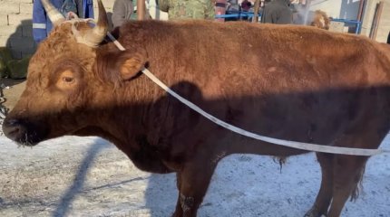 СҚО-да жұмысшыны бұқа сүзіп өлтірген