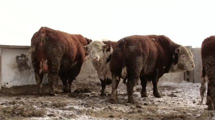 Солтүстік Қазақстан облысында ер адамды бұқа сүзіп өлтірді