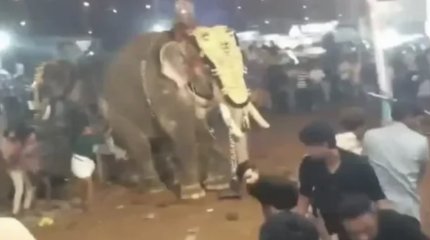 Слон растоптал людей на празднике в Индии