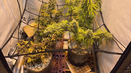 Житель Рудного выращивал коноплю в своей квартире