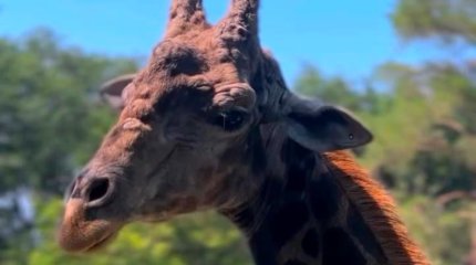 Жираф из Африки умер в зоопарке Алматы