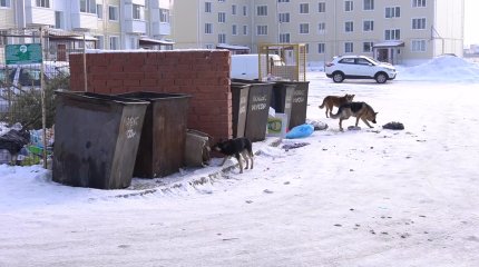 На стаи бродячих собак жалуются жители Костаная