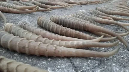 БҚО-да қару-жарақ пен киік мүйізі тәркіленді