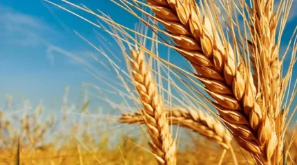 Почти 20 млн тонн зерновых намолочено в Казахстане