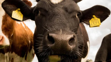 Операция «Копыто»: в Актюбинской области спасли корову из глубокой ямы