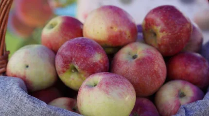 От сада к столу: в МСХ рассказали о потенциале казахстанских яблонь