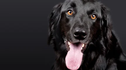 Ласковые питомцы: какие собаки любят хозяев больше всего