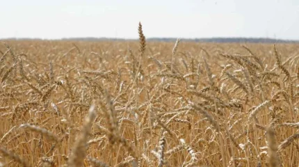 Қазақстанда 20,8 млн тонна астық бастырылды