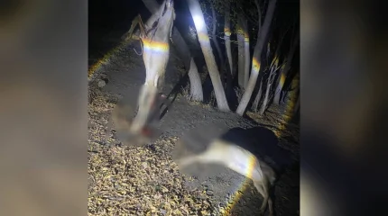 Қарағанды облысында заңсыз аңшылықпен айналысқан күдікті ұсталды