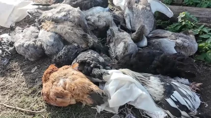 Қызылжар өңірінде құстың қырылуына не себеп: сынама нәтижесі жарияланды