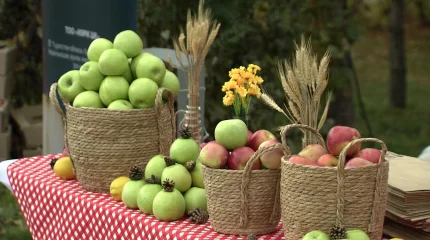 Елордада Алма фестивалі өтті