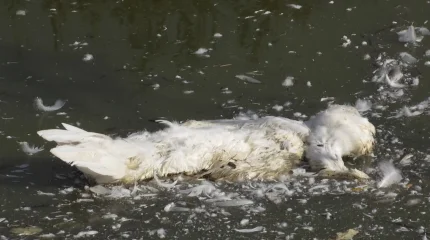 Массовый падеж домашней птицы в СКО: специалисты назвали причину
