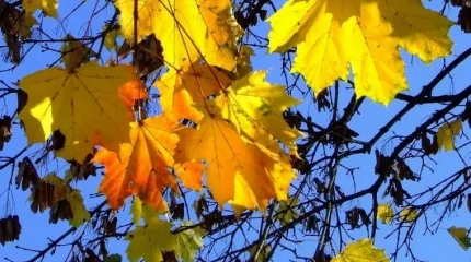 В Астане морозы, в Шымкенте +25: погода в мегаполисах 8 октября