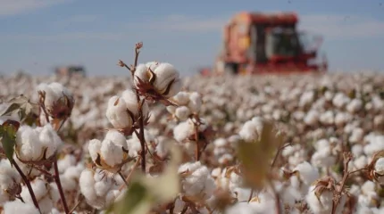 Түркістан облысында «AQ-DALA» мақташылар фестивалі өтті