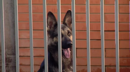 Қызметтік ит 5 мыңнан астам иісті ажырата алады