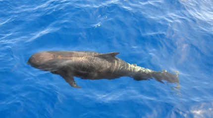 Канадский океанариум пригрозил умертвить 30 белух из-за финансового кризиса