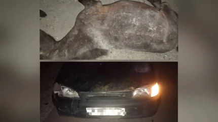 Ақмола облысында бақылаусыз мал жаюдың 1800-ден астам жағдайы тіркелді