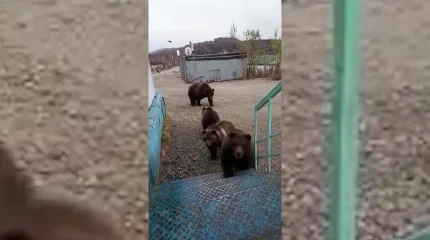 На "нашествие" медведей жалуются жители Риддера