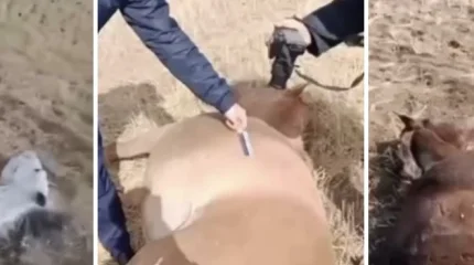 Карагандинец расстрелял табун лошадей, который зашел на его поле