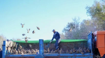 325 жетысуских фазанов выпустили в зеленом поясе Астаны