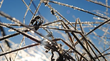 Заморозки, туман и ветер: синоптики предупреждают казахстанцев