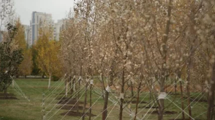 Астанада алғаш рет тораңғы ағашы егілді