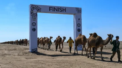 Алматы облысында өткен түйе керуені Гиннес рекордтар кітабына енді