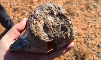 Қызылордада динозавр сүйегі табылды