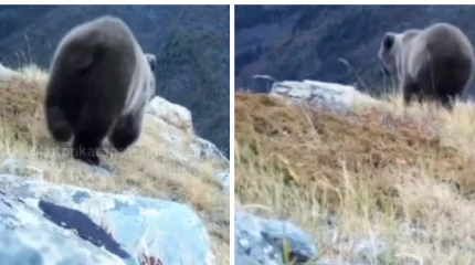 Катонкарагайские медведи устроили «фотосессию» перед зимней спячкой