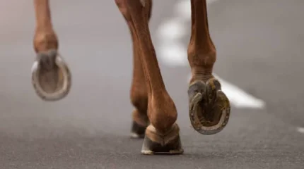 Екатеринбург – Алматы автожолында үш жылқыны көлік қағып кетті