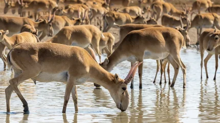 Судьбу казахстанских сайгаков обсудили во Всемирном фонде дикой природы