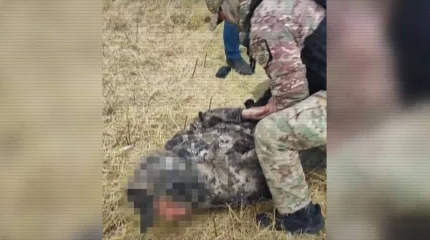 "Егін" ЖПІШ: полиция астық ұрлығының сегіз дерегін әшкереледі