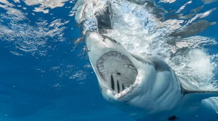 В Австралии акула напала на подростка: друзья проявили чудеса храбрости