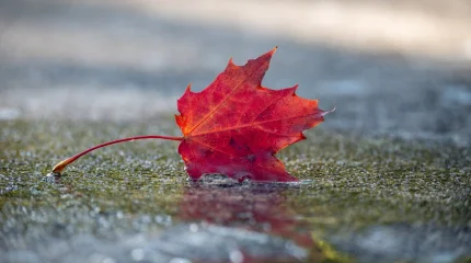 Погода 16 октября 2025: холодный фронт в столице и тёплая осень на юге