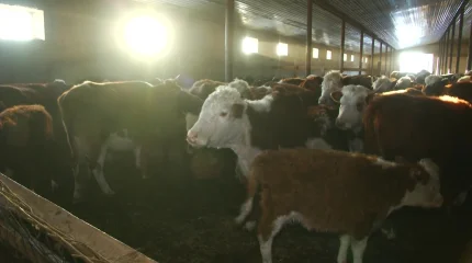 Ауыл шаруашылығы саласында 3 мыңнан астам жұмыс орны ашылады