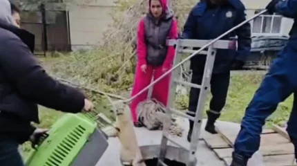 Операцию по спасению лисенка развернули в Костанае