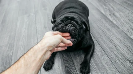 Батыс Қазақстанда 2 мыңдай адамды ит пен мысық тістеген