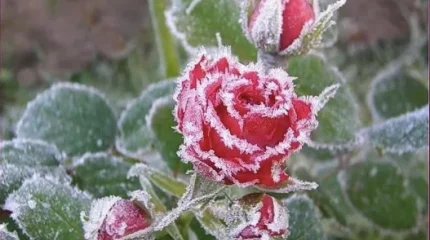 Заморозки в Алматы и области: погода в пятницу, 17 октября