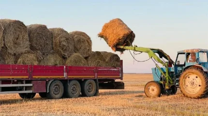 Павлодар өңірінде шөп бағасы өзгерді