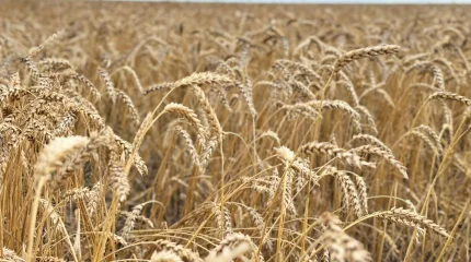 Қазақстанда 26,3 млн тонна астық бастырылды