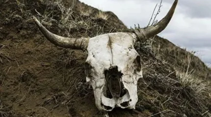 Угроза эпидемии: опасные скотомогильники выявили в Алматинской области