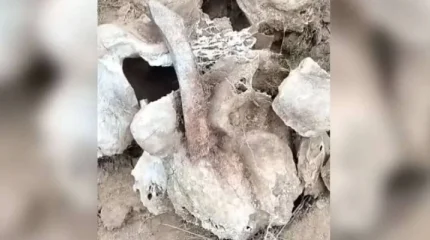 Солтүстік Қазақстанда мамонттың сүйегі табылды