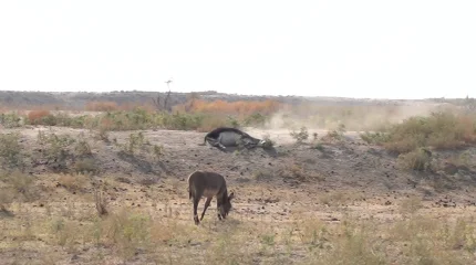 Жамбылда ен далаға жайылған есек елдің есін кетірді