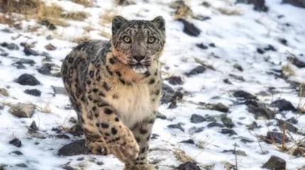 23 октября отмечается Международный день снежного барса