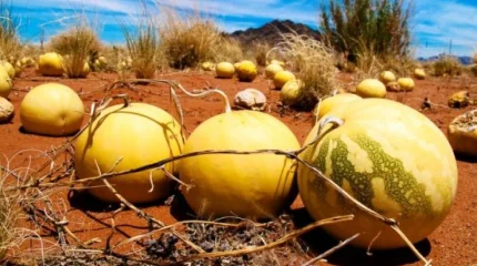 Нигерия ғалымдары қауын тұқымдарын ғарышқа жіберді